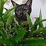 cat, plant, greenery, indoor, curious, wide_eyes, leaves, pet, animal, domestic, feline, closeup, nature, houseplant, background, lighting, ears, whiskers, home, surprise