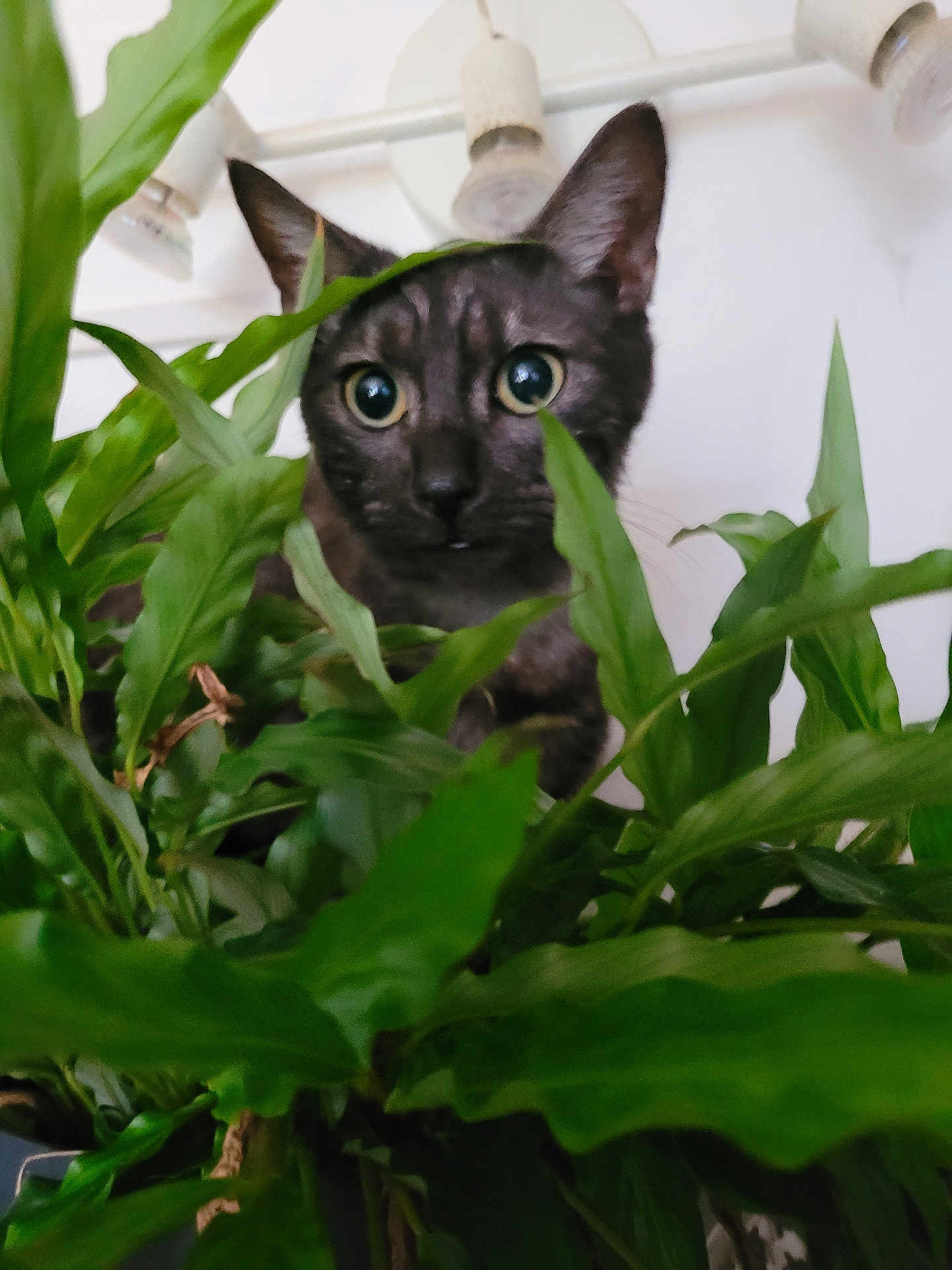 Smocky participe au concours pour gagner de l'argent avec cette photo : cat, plant, greenery, indoor, curious, wide_eyes, leaves, pet, animal, domestic, feline, closeup, nature, houseplant, background, lighting, ears, whiskers, home, surprise