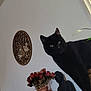 black_cat, indoor, vase, dried_roses, buddha_statue, wooden_wall_art, plant, curious_cat, decor, flower_vase, pet, animal, feline, statue, flower, houseplant, furniture, home_interior, wall, closeup