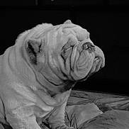 Benny joined the competition — help win amazing prizes! bed, black_and_white, blanket, bulldog, calm, canine, closeup, cute, dog, ear, floor, indoor, jowls, nose, pet, portrait, short_hair, sitting, stocky, wrinkled