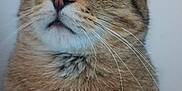 Oliver is registered to the contest to win money with this photo: cat, tabby, close_up, pet, animal, whiskers, green_eyes, fur, portrait, curious, indoor, mammal, face, ears, nose, looking_up, feline, domestic_cat, soft_texture, cute