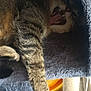 Oliver joined the competition — help win amazing prizes! cat, tabby, yawning, paw, cat_condo, feline, fur, indoor, pet, resting, sleepy, cozy, animal, playing, scratching_post, soft, claws, cute, relaxed, home