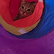 Oliver joined the competition — help win amazing prizes! cat, tabby, play_tunnel, colorful, curious, pet, indoor, fabric, animal, eye_contact, cute, small, soft, cozy, playful, striped, looking, head, fur, whiskers
