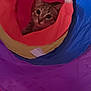 cat, tabby, play_tunnel, colorful, curious, pet, indoor, fabric, animal, eye_contact, cute, small, soft, cozy, playful, striped, looking, head, fur, whiskers