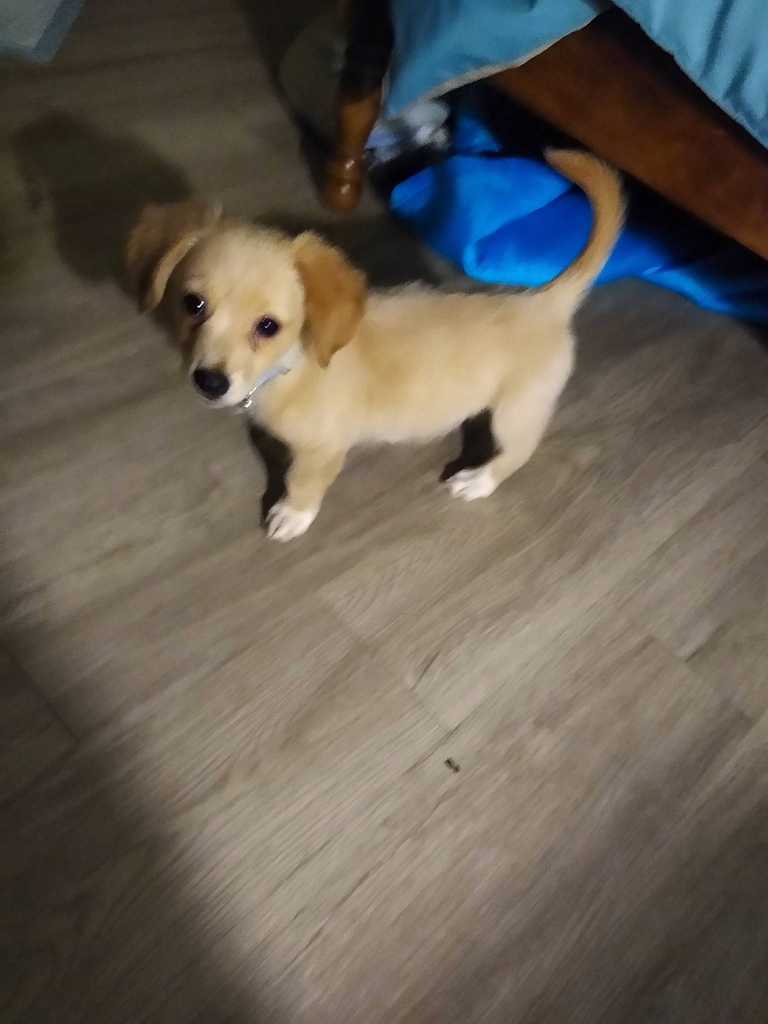 Pixie joined the competition — help win amazing prizes! canidae, carnivore, companion_dog, dog, dog_breed, electric_blue, fawn, floor, flooring, fur, hardwood, laminate_flooring, paw, snout, sporting_group, tail, toy_dog, wood, wood_flooring, working_animal