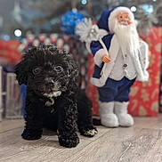 Milo joined the competition — help win amazing prizes! puppy, dog, black_dog, curly_fur, floor, wooden_floor, christmas, holiday_decorations, santa_claus_figurine, indoors, cute, pet, animal, decor, background_blur, festive, small_dog, christmas_decor, toy, holiday