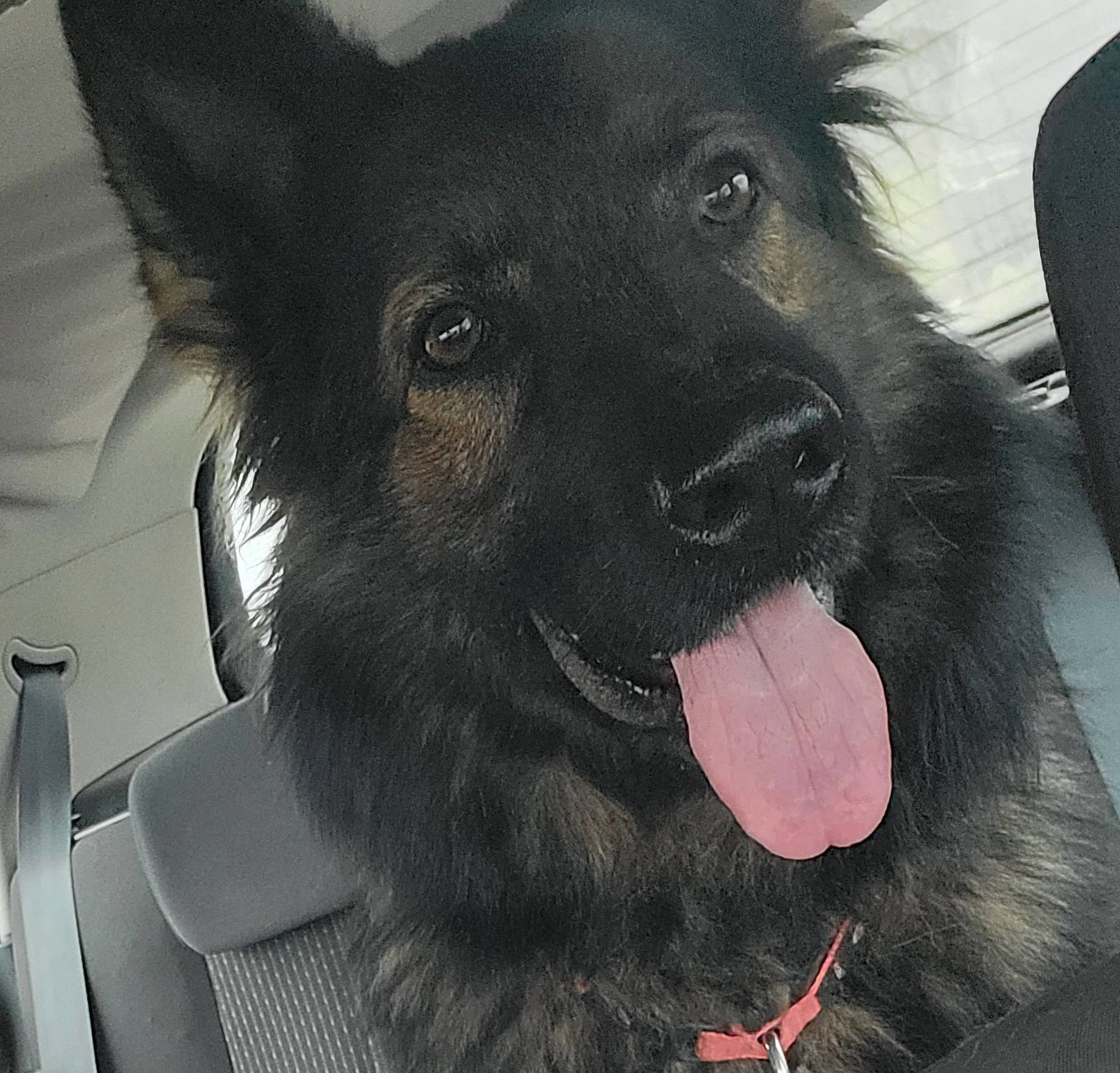 Fluffy participe au concours pour gagner de l'argent avec cette photo : canidae, carnivore, collar, companion_dog, dog, dog_breed, dog_collar, dog_supply, ear, fang, fur, jaw, non_sporting_group, pet_supply, shout, snout, sporting_group, whiskers, working_animal, working_dog