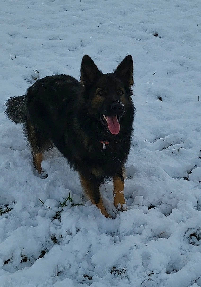 Fluffy a rejoint le concours — aidez-le/la à gagner de superbes lots ! canidae, carnivore, companion_dog, dog, dog_breed, dog_supply, east_european_shepherd, freezing, german_shepherd_dog, guard_dog, herding_dog, king_shepherd, old_german_shepherd_dog, snow, sporting_group, winter, working_dog