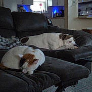 Meeko is registered to the contest to win money with this photo: dog, cat, couch, ottoman, indoor, living_room, furniture, resting, sleeping_cat, relaxing_dog, domestic, pet, carpet, window, kitchen, cabinet, appliance, blanket, quiet, home