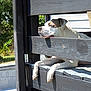 dog, porch, wooden_railing, sunlight, outdoor, relaxed, resting, pet, animal, daytime, fence, white, brown, canine, quiet, peaceful, nature, shadow, house, leisure