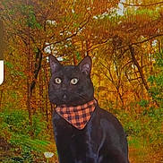 Wiccan joined the competition — help win amazing prizes! cat, black_cat, bandana, autumn, fall_foliage, forest, trees, leaves, orange, yellow, green, nature, outdoor, flower, daisy, animal, pet, sitting, cute, scenic
