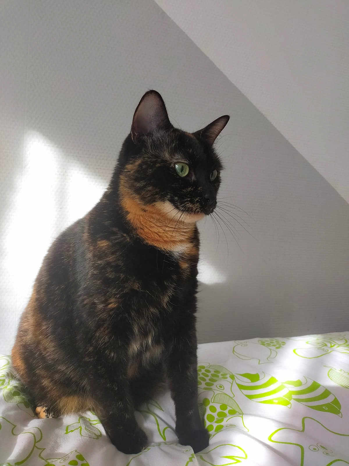 Câline participe au concours pour gagner de l'argent avec cette photo : cat, tortoiseshell, green_eyes, sitting, bed, blanket, indoor, pet, animal, feline, fur, whiskers, light, shadow, pattern, resting, cute, domestic, portrait, calm
