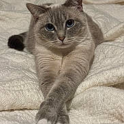 Cosette participe au concours pour gagner de l'argent avec cette photo : animal, blanket, blue_eyes, cat, comfortable, cozy, cute, domestic_cat, feline, fluffy, fur, indoor, knitted, laying, mammal, paws, pet, portrait, relaxed, white