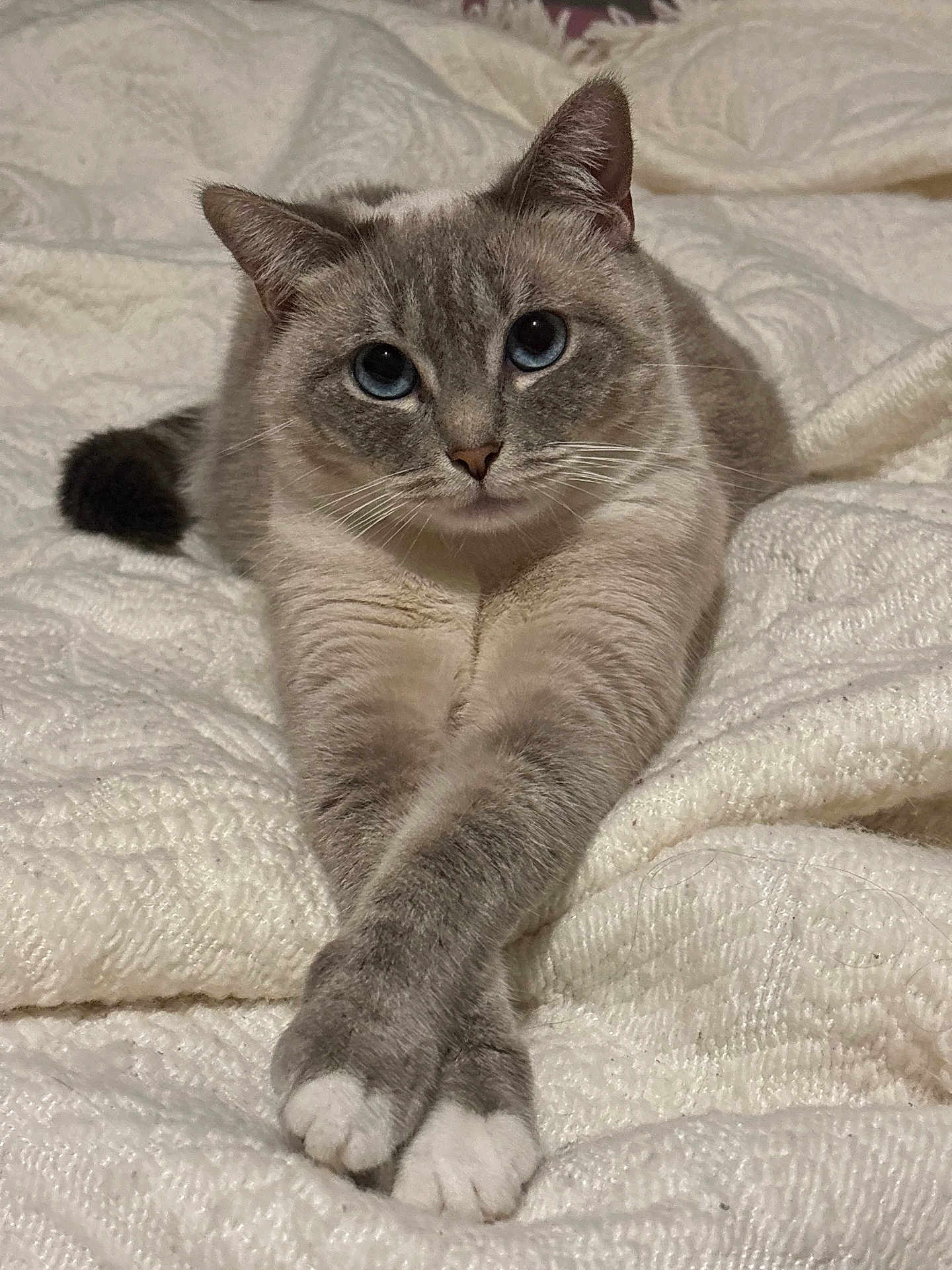 Cosette