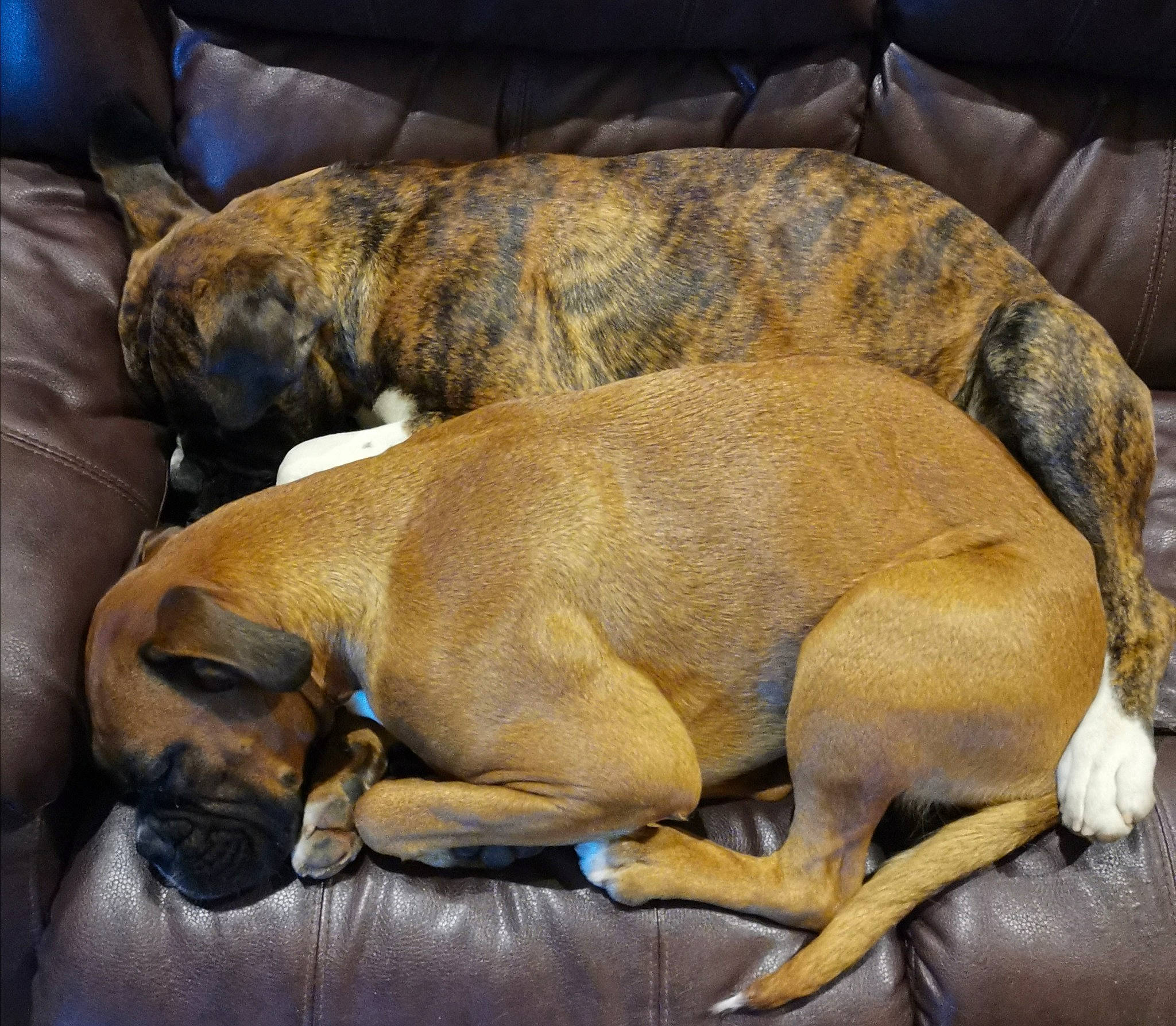 Ziggy joined the competition — help win amazing prizes! alano_espanol, alaunt, black_mouth_cur, boerboel, boxer, bullmastiff, canidae, carnivore, companion_dog, dog, dog_breed, english_mastiff, fawn, fila_brasileiro, mammal, mountain_cur, nap, perro_de_presa_canario, perro_de_presa_mallorquin, sleep