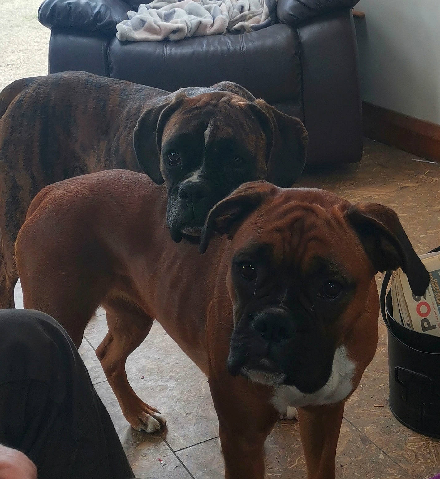 Ziggy joined the competition — help win amazing prizes! black_mouth_cur, boerboel, boxer, bullmastiff, canidae, carnivore, dog, dog_breed, fawn, mammal, molosser, rare_breed_dog, snout, sporting_group, tosa, vertebrate, working_dog