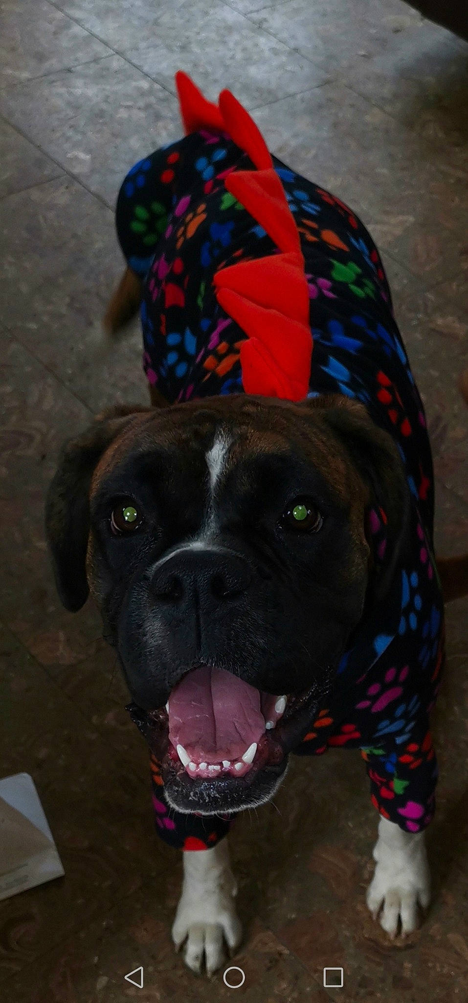 Ziggy joined the competition — help win amazing prizes! bandog, boxer, bullmastiff, canidae, carnivore, companion_dog, dog, dog_breed, fawn, mammal, non_sporting_group, pit_bull, rare_breed_dog, snout, sporting_group, valley_bulldog, whiskers, working_dog