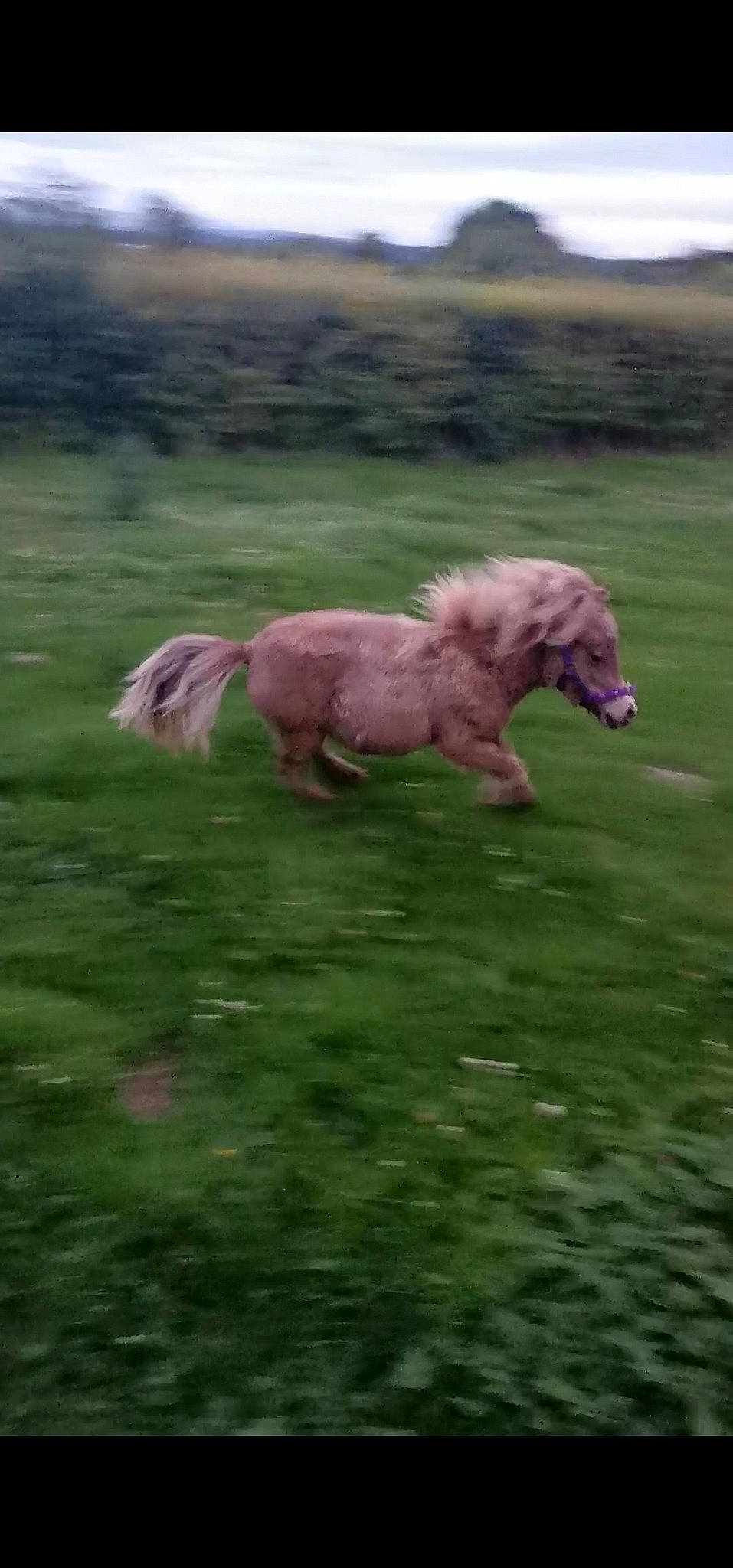 Cooper is registered to the contest to win money with this photo: canidae, carnivore, dog, dog_breed, foal, grass, grassland, grazing, horse, mammal, mane, meadow, pasture, pony, sheep, shetland_pony, sporting_group, vertebrate