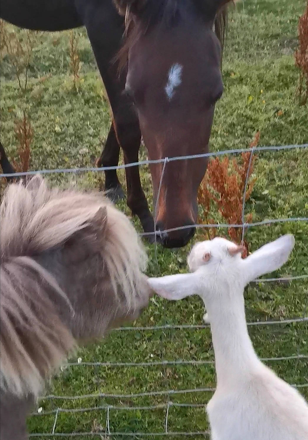 Cooper is registered to the contest to win money with this photo: alpaca, colt, foal, grass, horse, livestock, llama, mammal, mane, mare, pasture, plant, pony, stallion, vertebrate, wildlife