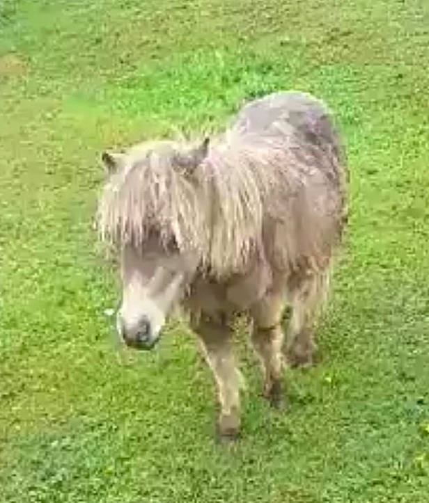 Cooper is registered to the contest to win money with this photo: dog_breed, grass, grassland, horse, livestock, mammal, mane, pasture, pony, shetland_pony, vertebrate