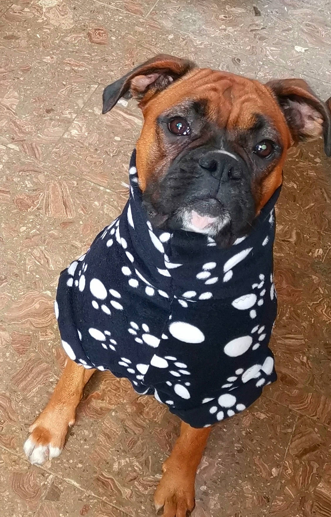 Deedee is registered to the contest to win money with this photo: ancient_dog_breeds, boxer, bulldog, bullmastiff, canidae, carnivore, companion_dog, dog, dog_breed, dog_clothes, fawn, mammal, non_sporting_group, old_english_bulldog, olde_english_bulldogge, perro_de_presa_mallorquin, rare_breed_dog, snout, sporting_group, valley_bulldog