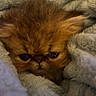 cat, kitten, orange_cat, fluffy, fur, face, eyes, whiskers, ears, sleepy, grumpy, curious, blanket, cozy, indoors, pet, portrait, close_up, soft_lighting, cuddly