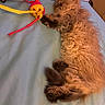 Pepurr joined the competition — help win amazing prizes! puppy, dog, pet, sleeping, lying_down, fluffy, fur, brown, small_dog, toy, ball, bed, blanket, indoor, cozy, relaxed, paws, tail, playful, cute