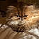 Pepurr