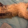 cat, orange_cat, fluffy, furry, pet, animal, sleeping, relaxed, belly_up, sprawled, paws, tail, whiskers, bed, blanket, bedding, indoors, cozy, nap, cute