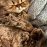 cat, fluffy, brown_fur, sleeping, curled_up, pet, animal, close_up, portrait, whiskers, paws, long_hair, relaxed, cozy, blanket, couch, indoor, warm_lighting, cute, nap