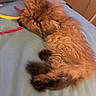 Pepurr is registered to the contest to win money with this photo: cat, fluffy, brown_fur, sleeping, lying_down, curled_up, pet, animal, bed, bedding, cozy, indoor, home, ribbon, toy, whiskers, paws, tail, long_hair, relaxed