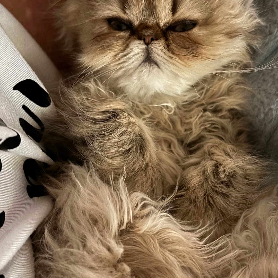 Pepurr