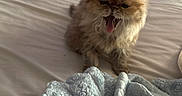 Pepurr is registered to the contest to win money with this photo: cat, kitten, fluffy, persian_cat, long_hair, brown_fur, yawning, tongue, sleepy, grumpy, pet, animal, bed, blanket, indoors, cozy, cute, portrait, whiskers, fur