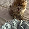 cat, kitten, fluffy, persian_cat, long_hair, brown_fur, yawning, tongue, sleepy, grumpy, pet, animal, bed, blanket, indoors, cozy, cute, portrait, whiskers, fur