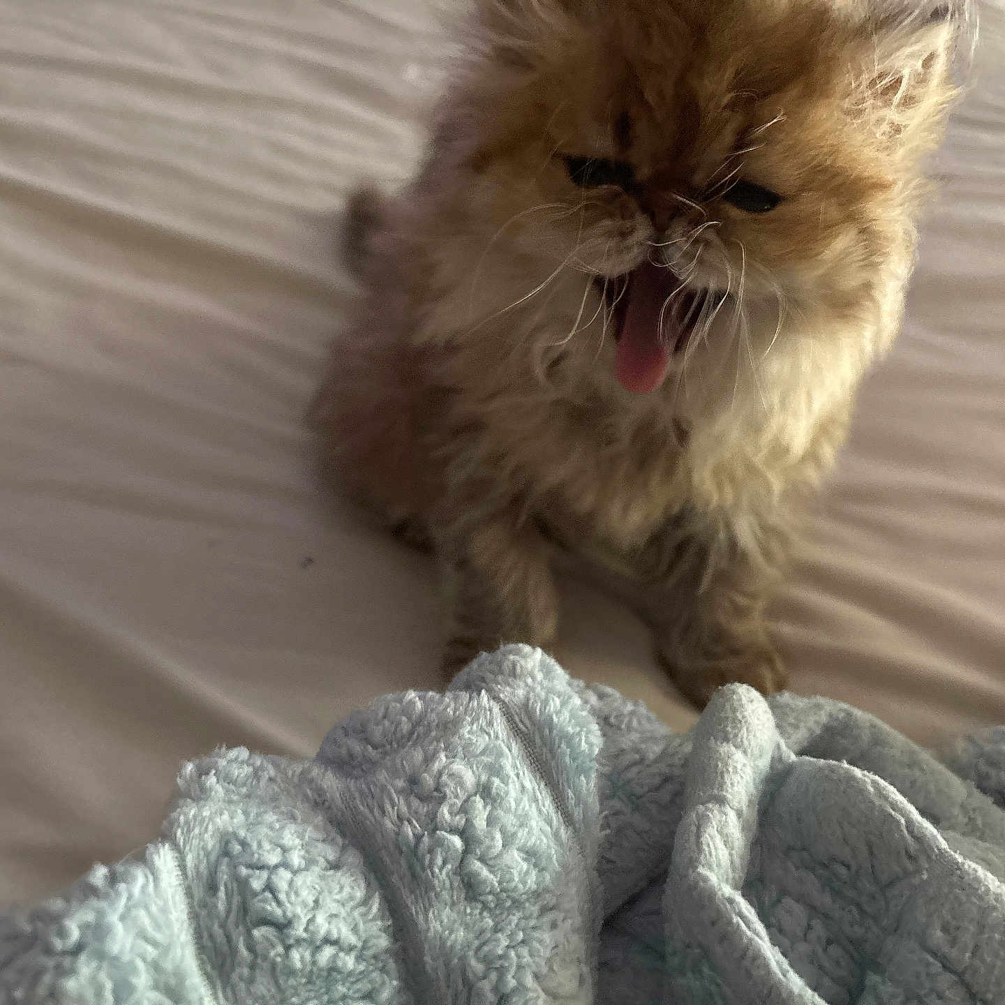 Pepurr is registered to the contest to win money with this photo: cat, kitten, fluffy, persian_cat, long_hair, brown_fur, yawning, tongue, sleepy, grumpy, pet, animal, bed, blanket, indoors, cozy, cute, portrait, whiskers, fur