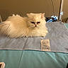 Cotton joined the competition — help win amazing prizes! cat, persian_cat, white_fur, fluffy, long_hair, pet, animal, face, eyes, ears, whiskers, lying_down, bed, blanket, gray_mat, turquoise, bedroom, indoor, cozy, portrait