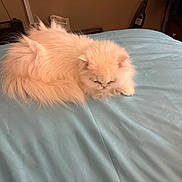 Cotton joined the competition — help win amazing prizes! cat, fluffy, long_hair, cream_colored, sleeping, resting, curled_up, pet, animal, bed, bedspread, bedroom, indoors, cozy, relaxed, blue_bedding, whiskers, ears, fur, home