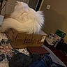 Cotton joined the competition — help win amazing prizes! animal, bed, bedroom, blanket, box, cardboard_box, cat, clothing, cozy, fluffy, fur, home, household_items, indoor, long_hair, pet, quilt, sitting, tail, white_cat