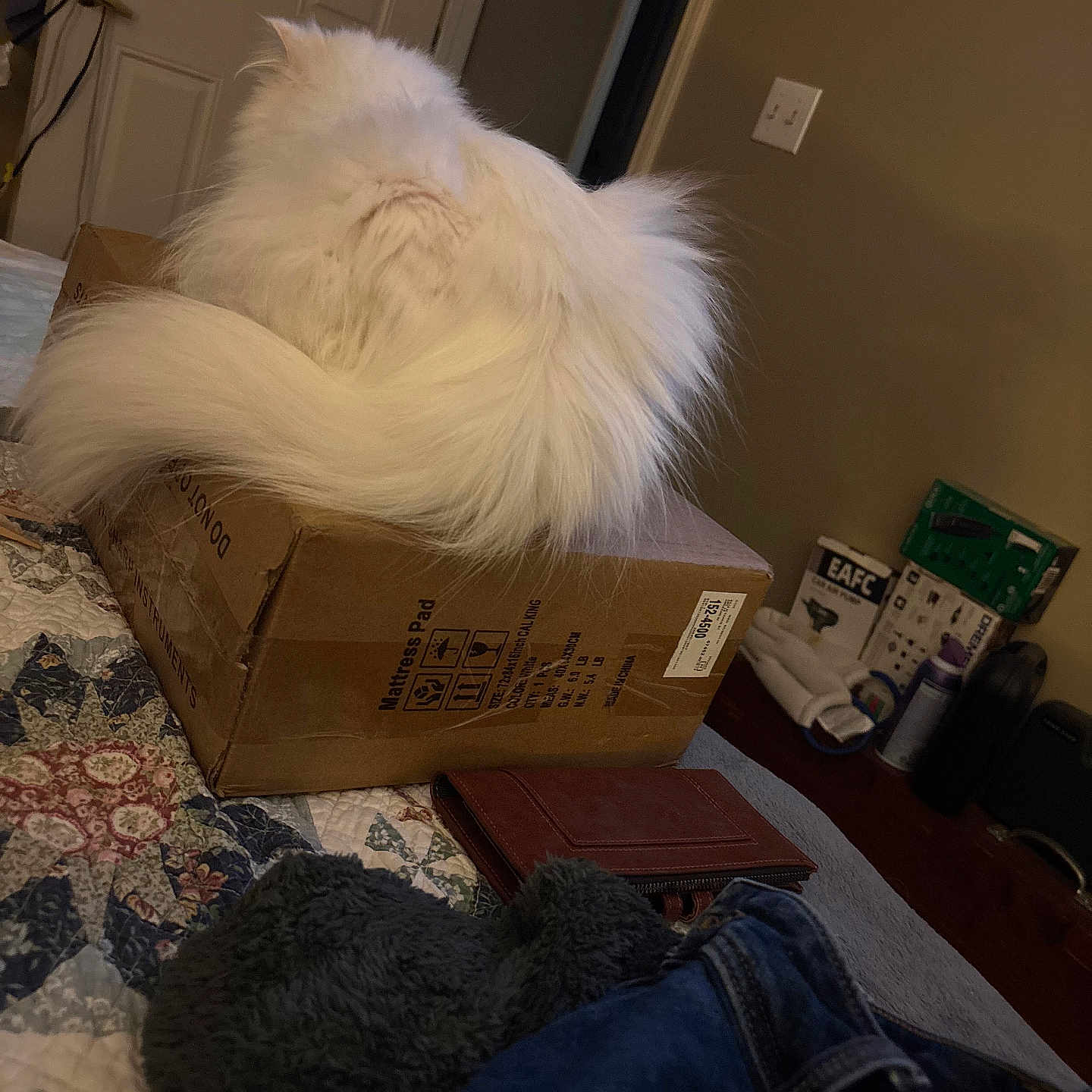 Cotton