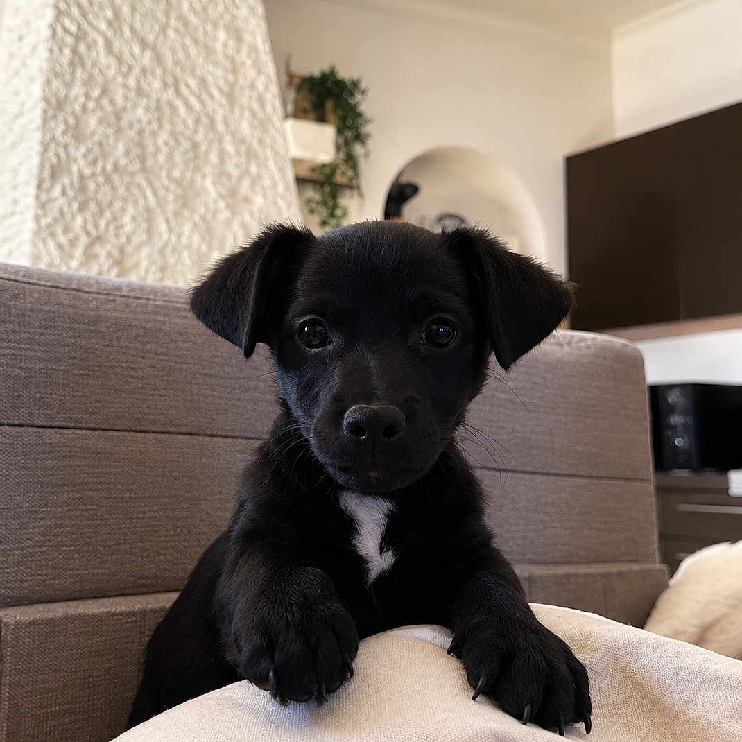 Koda