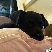 Koda participe au concours pour gagner de l'argent avec cette photo : puppy, dog, black_dog, sleeping, sleepy, resting, cozy, blanket, pink_blanket, indoors, portrait, close_up, pet, animal, floppy_ears, snout, nose, dark_fur, couch, nap