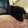 puppy, dog, black_dog, sleeping, sleepy, resting, cozy, blanket, pink_blanket, indoors, portrait, close_up, pet, animal, floppy_ears, snout, nose, dark_fur, couch, nap