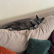 Kaido is registered to the contest to win money with this photo: cat, gray_cat, sleeping, couch, cushion, pillow, beige, cozy, indoor, pet, relaxation, feline, fur, domestic_cat, resting, comfort, home, texture, soft, nap