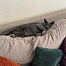 cat, gray_cat, sleeping, couch, cushion, pillow, beige, cozy, indoor, pet, relaxation, feline, fur, domestic_cat, resting, comfort, home, texture, soft, nap