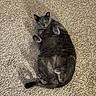 Kaido is registered to the contest to win money with this photo: cat, gray_cat, pet, animal, lying_down, carpet, indoor, feline, cute, fluffy, paws, relaxed, playful, wide_eyes, fur, whiskers, tail, home, cozy, resting