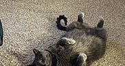 Kaido is registered to the contest to win money with this photo: cat, gray_cat, carpet, indoor, pet, relaxed, lying_down, fur, tail, paws, playful, home, door, floor, animal, whiskers, cute, feline, domestic_cat, resting