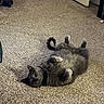cat, gray_cat, carpet, indoor, pet, relaxed, lying_down, fur, tail, paws, playful, home, door, floor, animal, whiskers, cute, feline, domestic_cat, resting