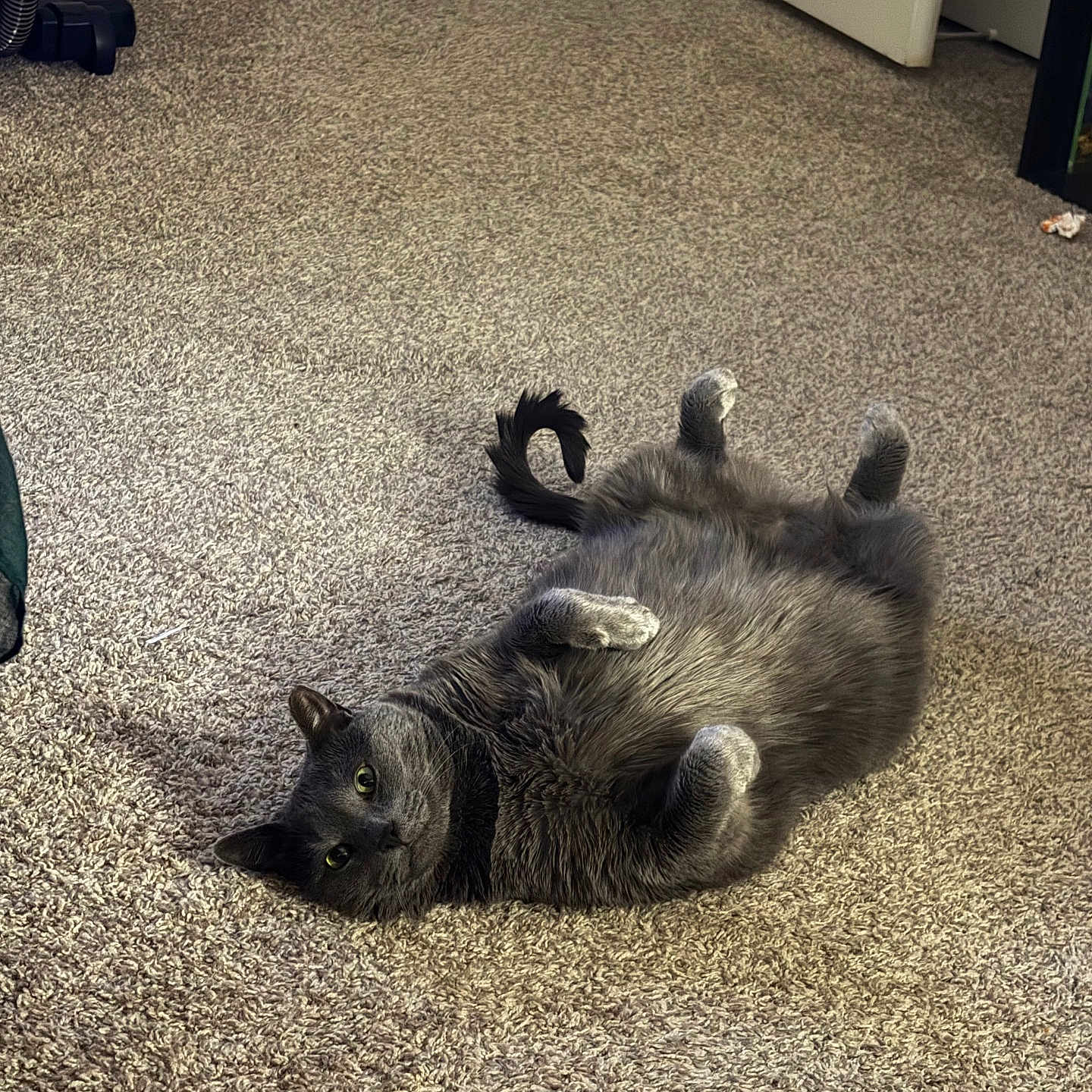 Kaido is registered to the contest to win money with this photo: cat, gray_cat, carpet, indoor, pet, relaxed, lying_down, fur, tail, paws, playful, home, door, floor, animal, whiskers, cute, feline, domestic_cat, resting