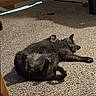 Kaido joined the competition — help win amazing prizes! cat, gray_cat, carpet, indoor, sunlight, relaxed, lying_down, pet, animal, feline, cozy, toy, paw, fur, sleeping, home, resting, cute, whiskers, tail