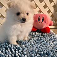 Susie joined the competition — help win amazing prizes! puppy, dog, white, fluffy, cute, plush_toy, kirby, rug, blue, indoor, pet, animal, floor, toy, fence, lattice, soft, small, young, adorable